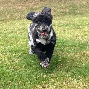 Meet your Posher, Brian